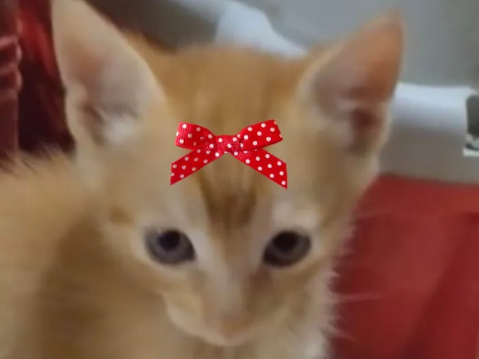 Gato ra a SRD-ViraLata idade 2 a 6 meses nome Nina 