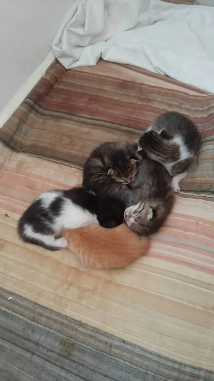 Gato ra a SRD-ViraLata idade Abaixo de 2 meses nome FILHOTES NASCIDOS EM 15 AGOSTO 2025