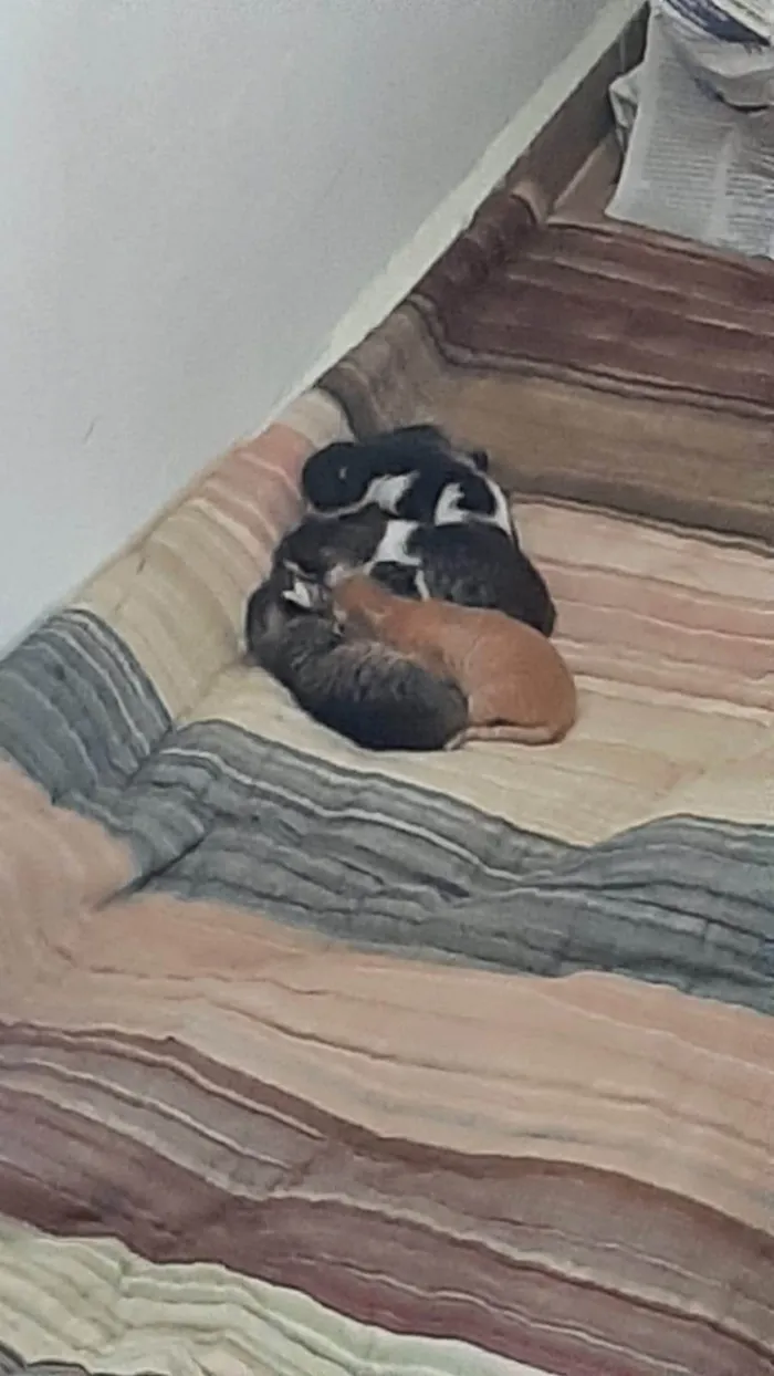 Gato ra a SRD-ViraLata idade Abaixo de 2 meses nome FILHOTES NASCIDOS EM 15 AGOSTO 2025