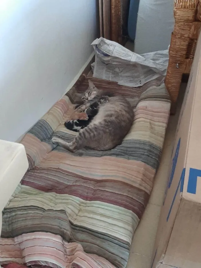 Gato ra a SRD-ViraLata idade Abaixo de 2 meses nome FILHOTES NASCIDOS EM 15 AGOSTO 2025