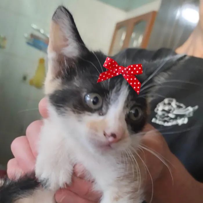 Gato ra a SRD-ViraLata idade 2 a 6 meses nome Mia 
