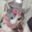 Bibi