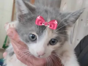 Gato raça SRD-ViraLata idade 2 a 6 meses nome Bibi 