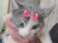 Bibi