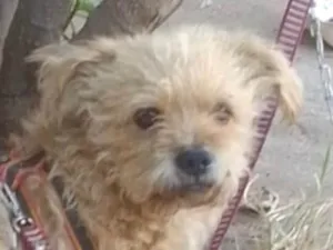 Cachorro raça Poodle idade 7 a 11 meses nome Tody 