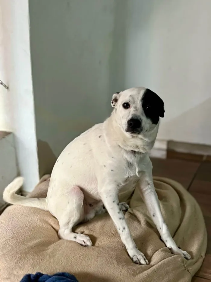 Cachorro ra a SRD-ViraLata idade 7 a 11 meses nome Toby 