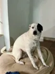 Toby