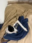 Toby