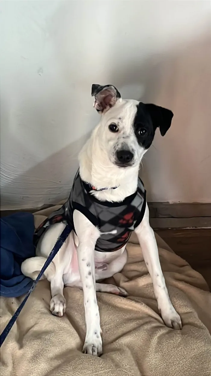 Cachorro ra a SRD-ViraLata idade 7 a 11 meses nome Toby 