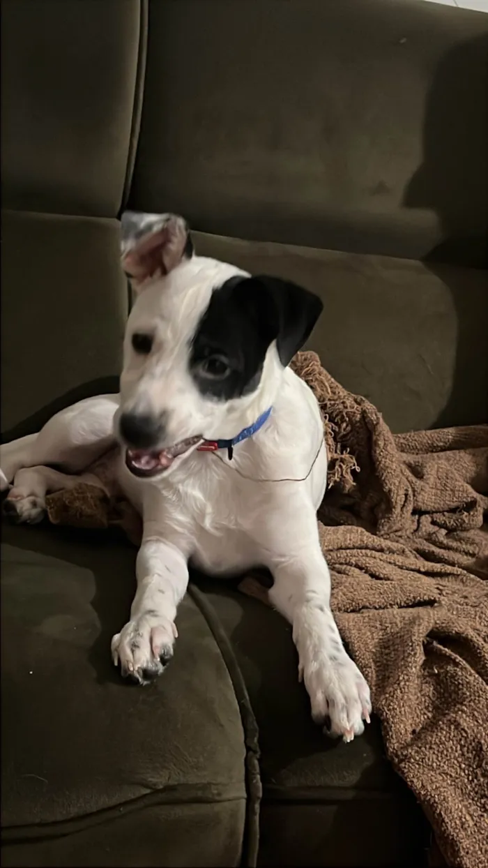 Cachorro ra a SRD-ViraLata idade 7 a 11 meses nome Toby 