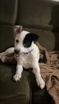Toby