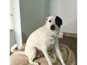 Cachorro raça SRD-ViraLata idade 7 a 11 meses nome Toby 