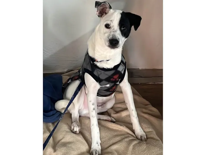 Cachorro ra a SRD-ViraLata idade 7 a 11 meses nome Toby 