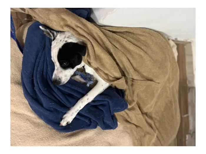 Cachorro ra a SRD-ViraLata idade 7 a 11 meses nome Toby 