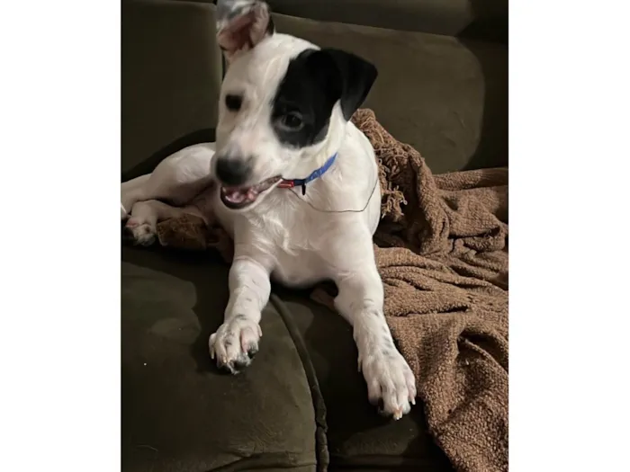 Cachorro ra a SRD-ViraLata idade 7 a 11 meses nome Toby 