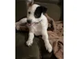 Toby