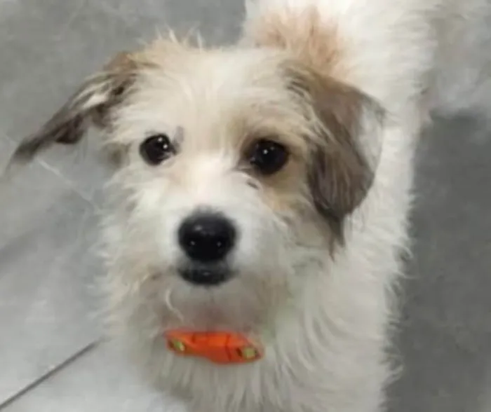 Cachorro ra a Shitzu idade 2 a 6 meses nome Pluto 