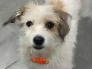 Cachorro raça Shitzu idade 2 a 6 meses nome Pluto 