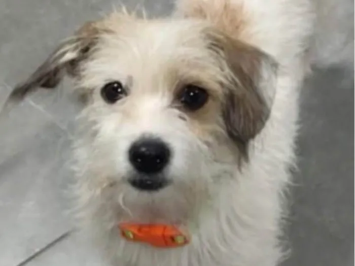 Cachorro ra a Shitzu idade 2 a 6 meses nome Pluto 