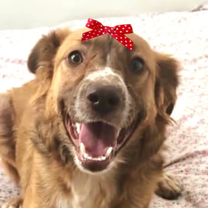 Cachorro ra a SRD-ViraLata idade 1 ano nome Mel 