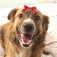 Mel