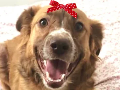 Cachorro raça SRD-ViraLata idade 1 ano nome Mel 