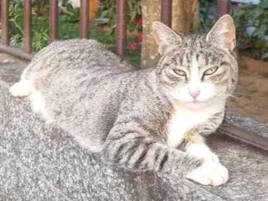 Gato raça SRD-ViraLata idade 1 ano nome Valentina 