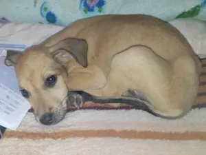Cachorro raça SRD-ViraLata idade 2 a 6 meses nome Cacau