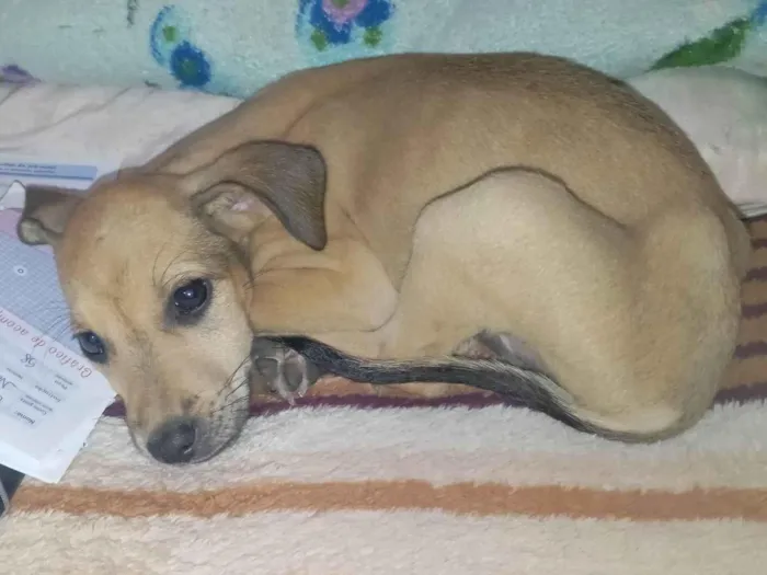 Cachorro ra a SRD-ViraLata idade 2 a 6 meses nome Cacau