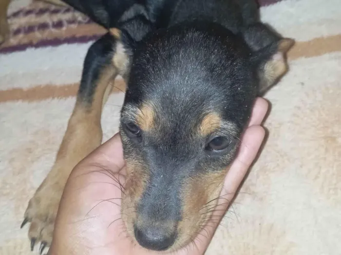 Cachorro ra a SRD-ViraLata idade 2 a 6 meses nome Pérola 