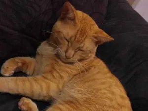Gato raça SRD-ViraLata idade 1 ano nome Darwin
