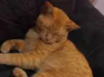 Darwin