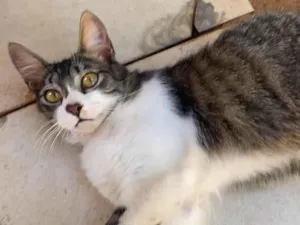 Gato raça SRD-ViraLata idade 7 a 11 meses nome Tom 