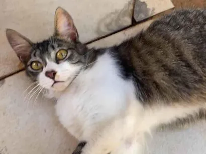 Gato raça SRD-ViraLata idade 7 a 11 meses nome Tom 
