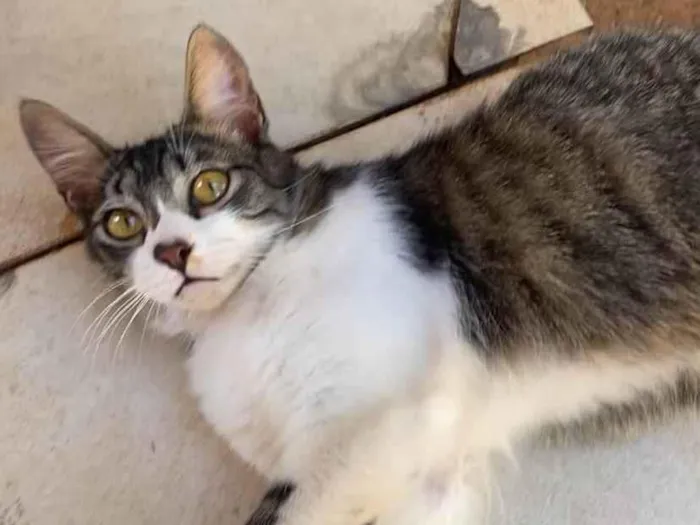Gato ra a SRD-ViraLata idade 7 a 11 meses nome Tom 