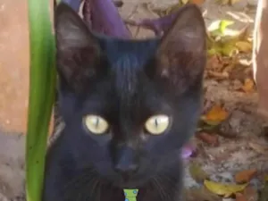 Gato raça SRD-ViraLata idade 2 a 6 meses nome Chico 