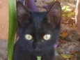 Chico