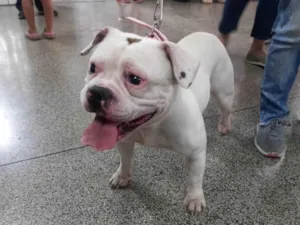 Cachorro raça Bulldog idade 1 ano nome Flora