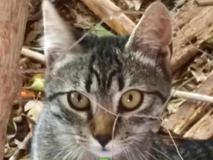 Gato ra a SRD-ViraLata idade 2 a 6 meses nome Bento 