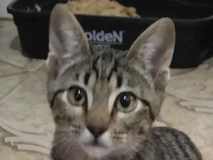 Gato raça SRD-ViraLata idade 2 a 6 meses nome Teo 