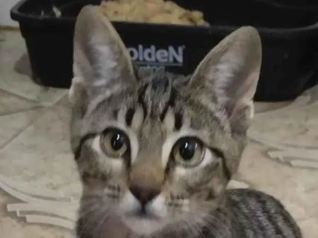 Gato ra a SRD-ViraLata idade 2 a 6 meses nome Teo 