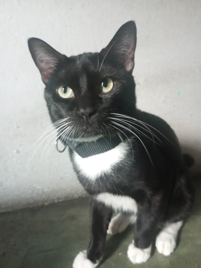 Gato ra a SRD-ViraLata idade 1 ano nome ME ADOTA!