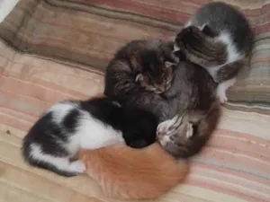 Gato raça SRD-ViraLata idade Abaixo de 2 meses nome FILHOTES NASCIDOS EM 15 AGOSTO 2025