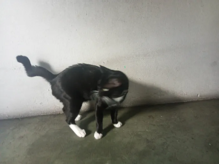 Gato ra a SRD-ViraLata idade 1 ano nome ME ADOTA!
