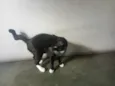 ME ADOTA!