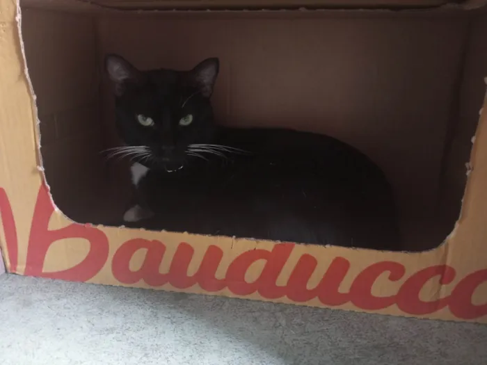 Gato ra a SRD-ViraLata idade 1 ano nome ME ADOTA!