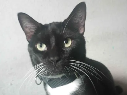 Gato raça SRD-ViraLata idade 1 ano nome GATO