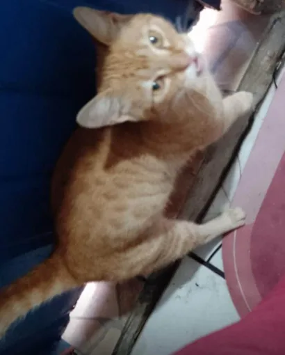 Gato raça SRD-ViraLata idade 2 a 6 meses nome Amarelo 