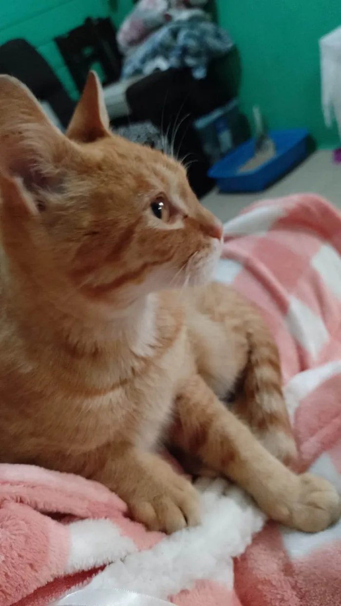 Gato ra a SRD-ViraLata idade 2 a 6 meses nome Amarelo 