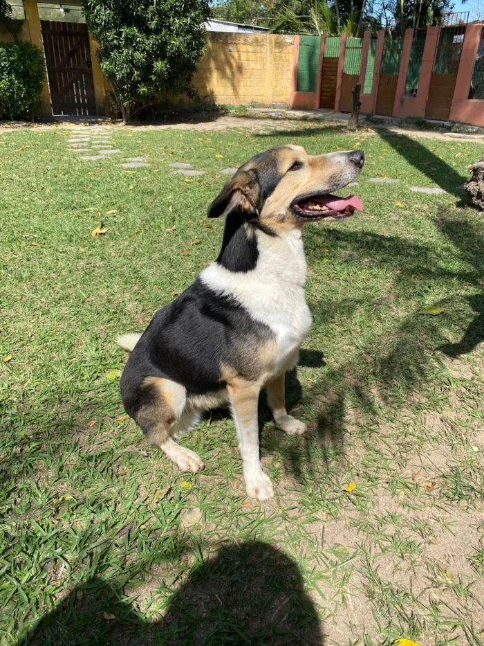 Cachorro ra a SRD-ViraLata idade 2 anos nome Handolf 
